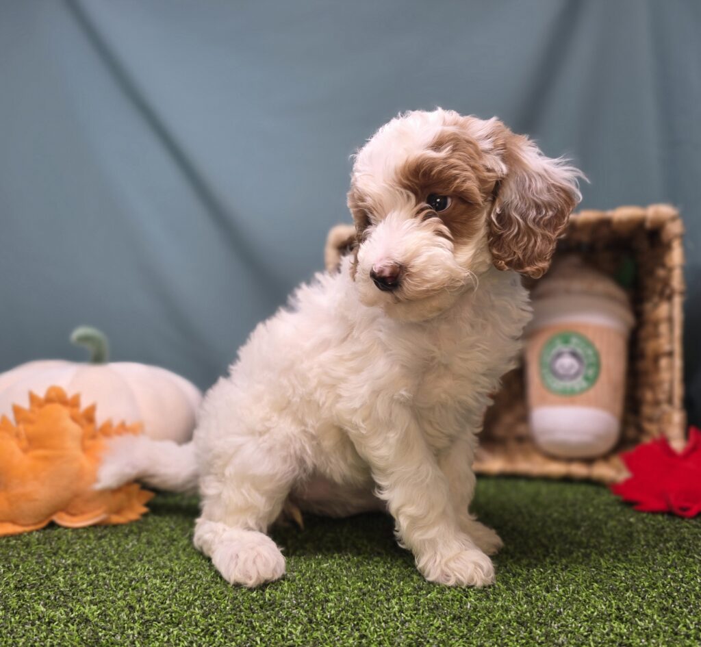 Maple - Goldendoodle Mini F1b - Image 5