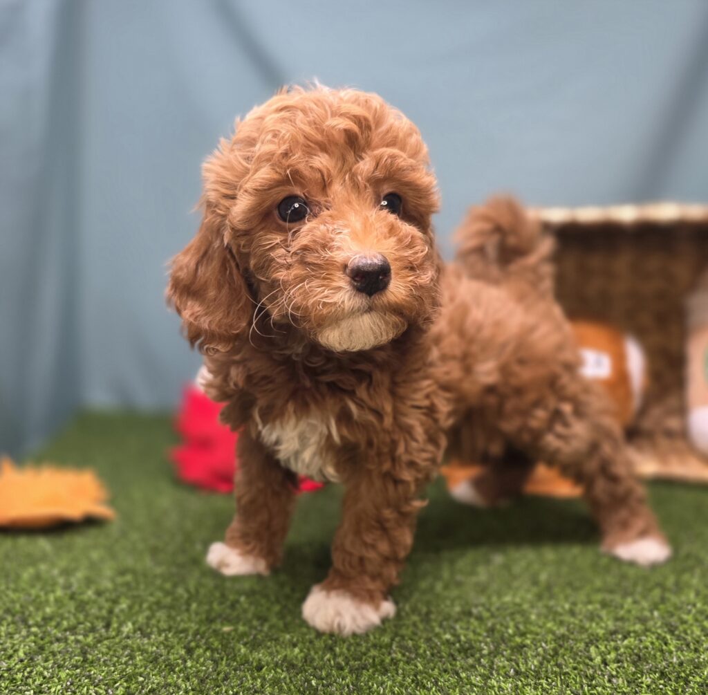 Olive - Goldendoodle Mini F1b - Image 2