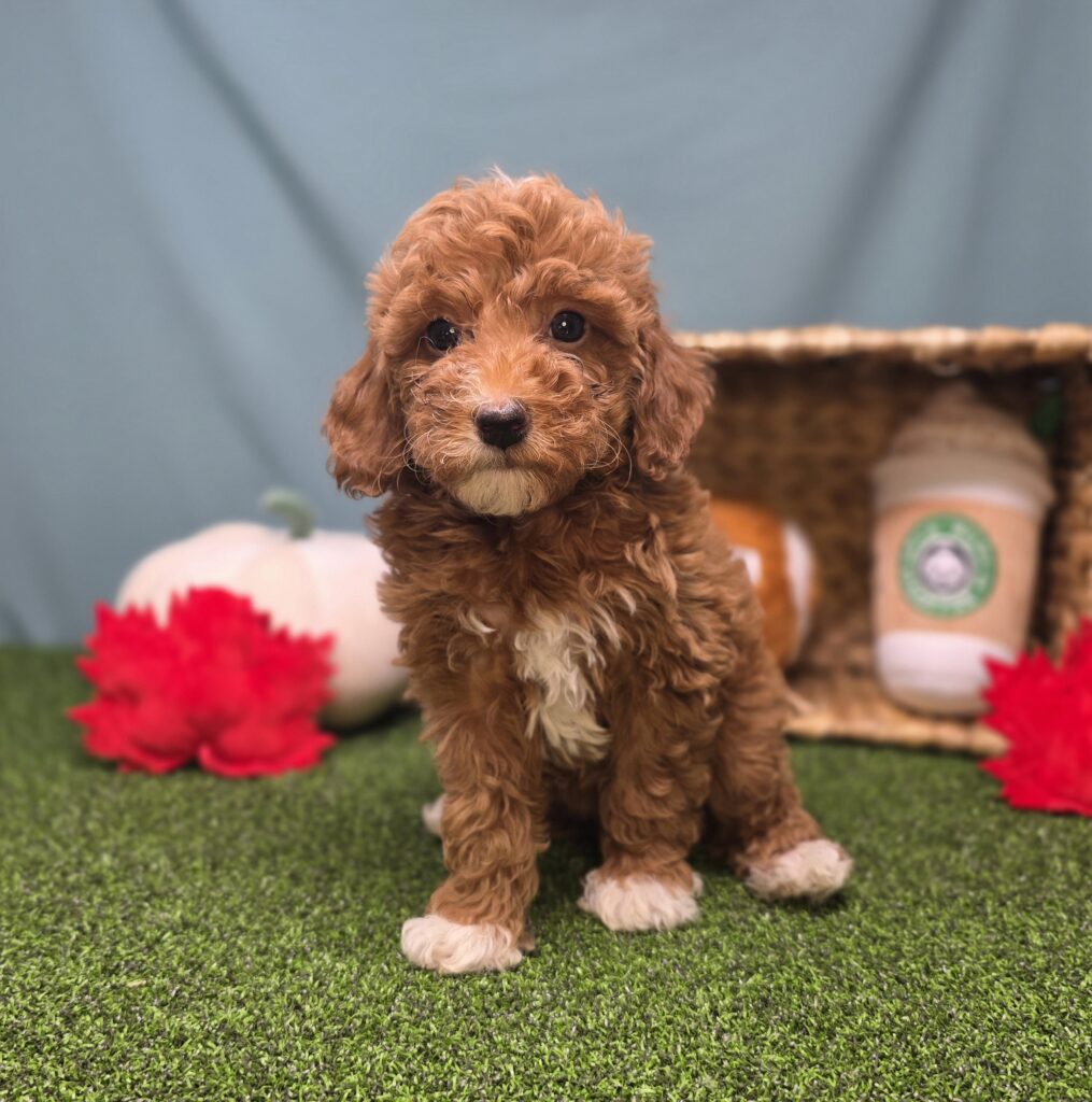[#25858-09]  - Apricot F Goldendoodle Mini F1b Puppies For Sale