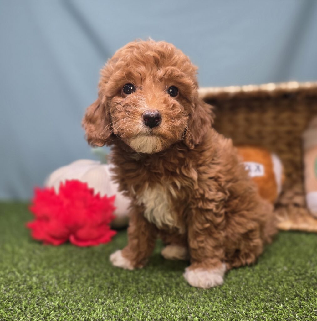 Olive - Goldendoodle Mini F1b - Image 4