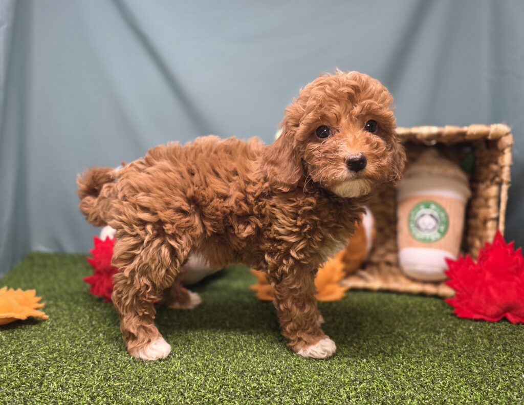 Olive - Goldendoodle Mini F1b - Image 5