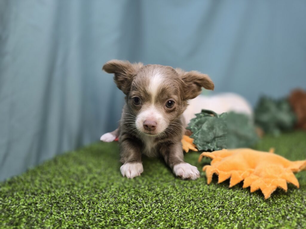 [#2519-01]  - Lilac M Chihuahua Puppies For Sale
