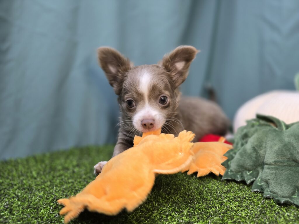 Ash - Chihuahua - Image 5