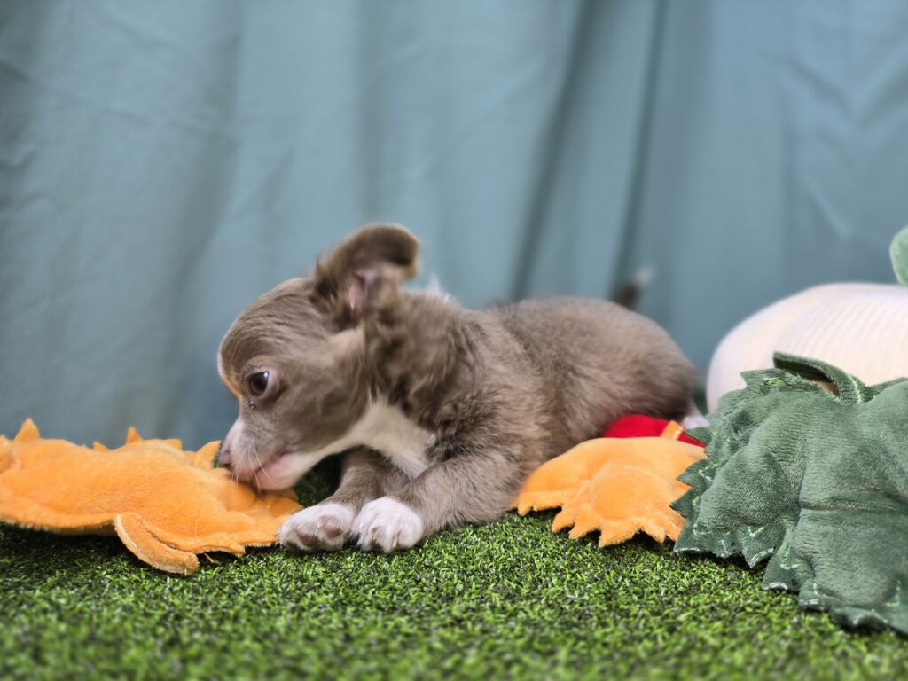 Ash - Chihuahua - Image 4