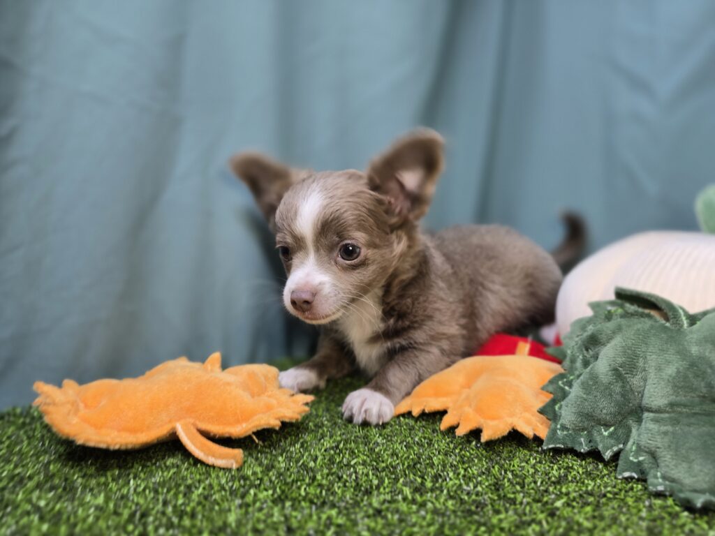 Ash - Chihuahua - Image 3