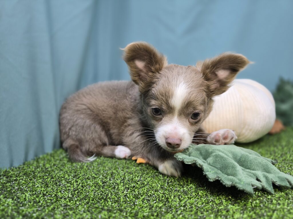 Ash - Chihuahua - Image 2