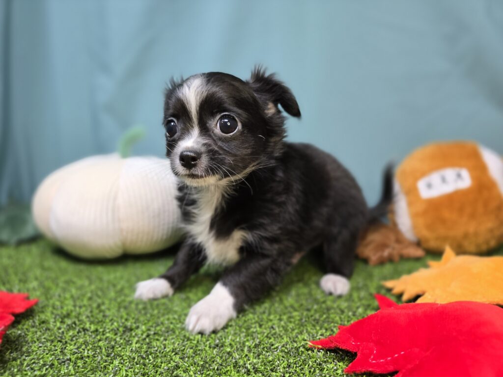 Lake - Chihuahua - Image 4