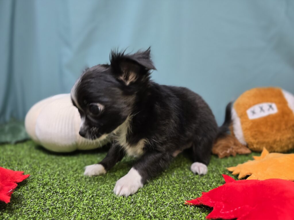 Lake - Chihuahua - Image 3