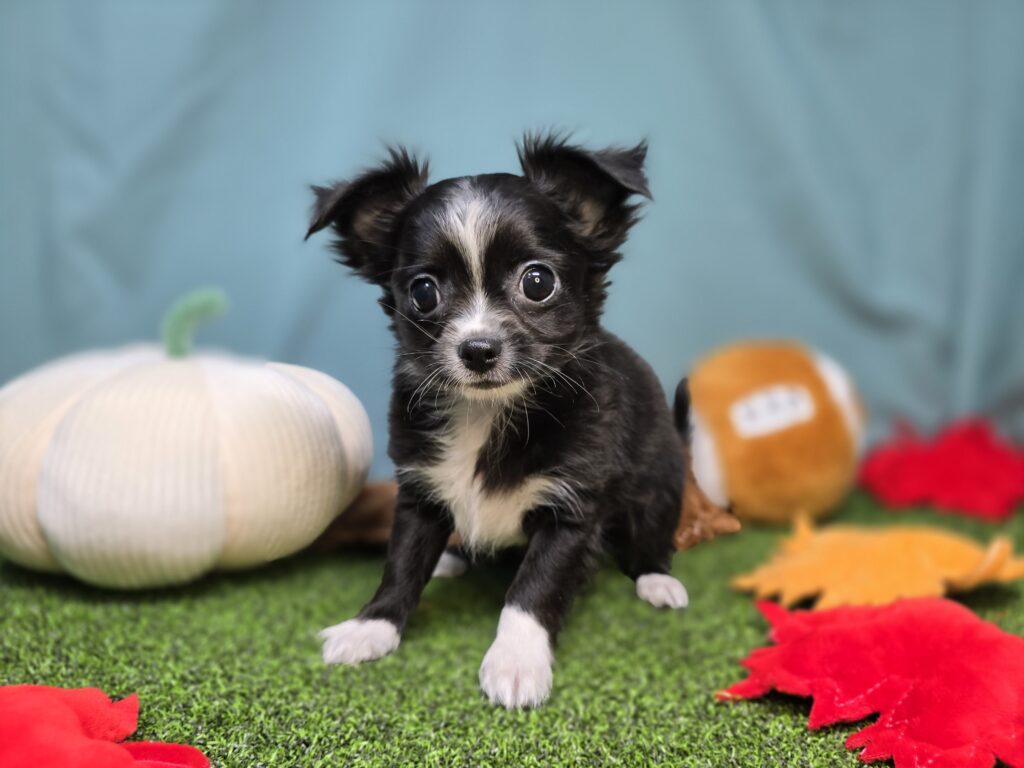 [#2518-02]  - Black M Chihuahua Puppies For Sale