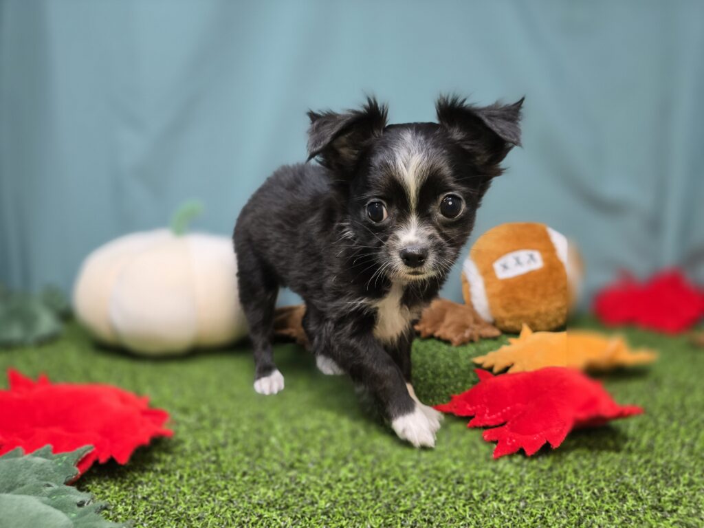 Lake - Chihuahua - Image 2
