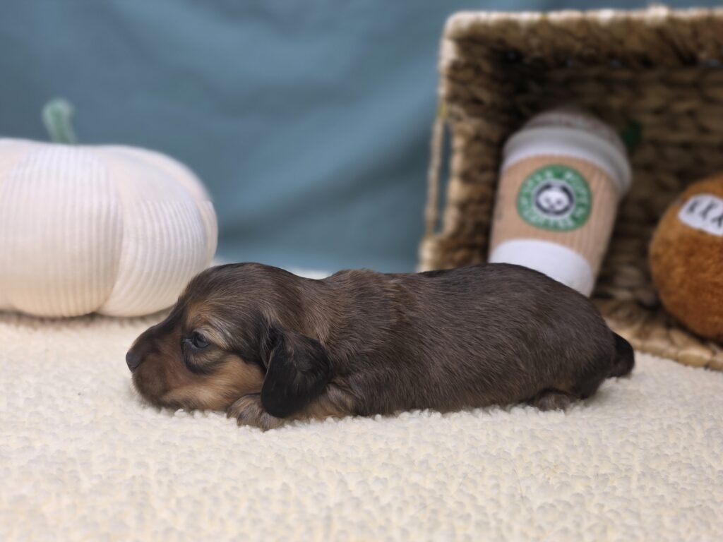 Millie Mae - Dachshund - Image 2