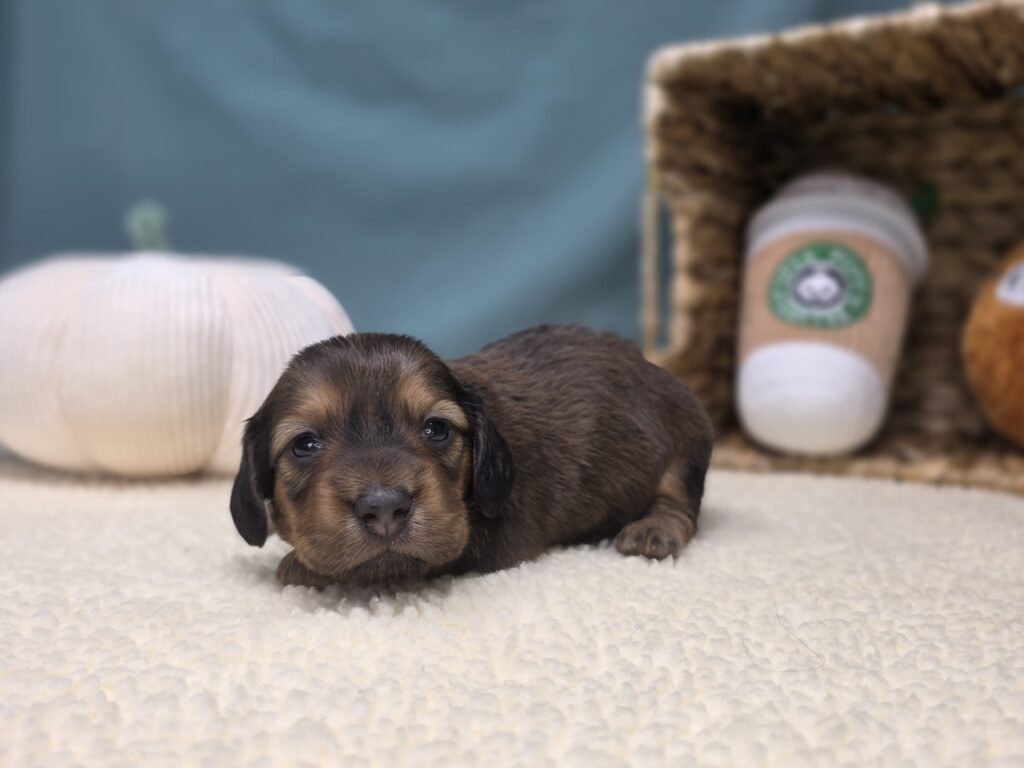 [#251040-02]  - Brown / Black F Dachshund Puppies For Sale