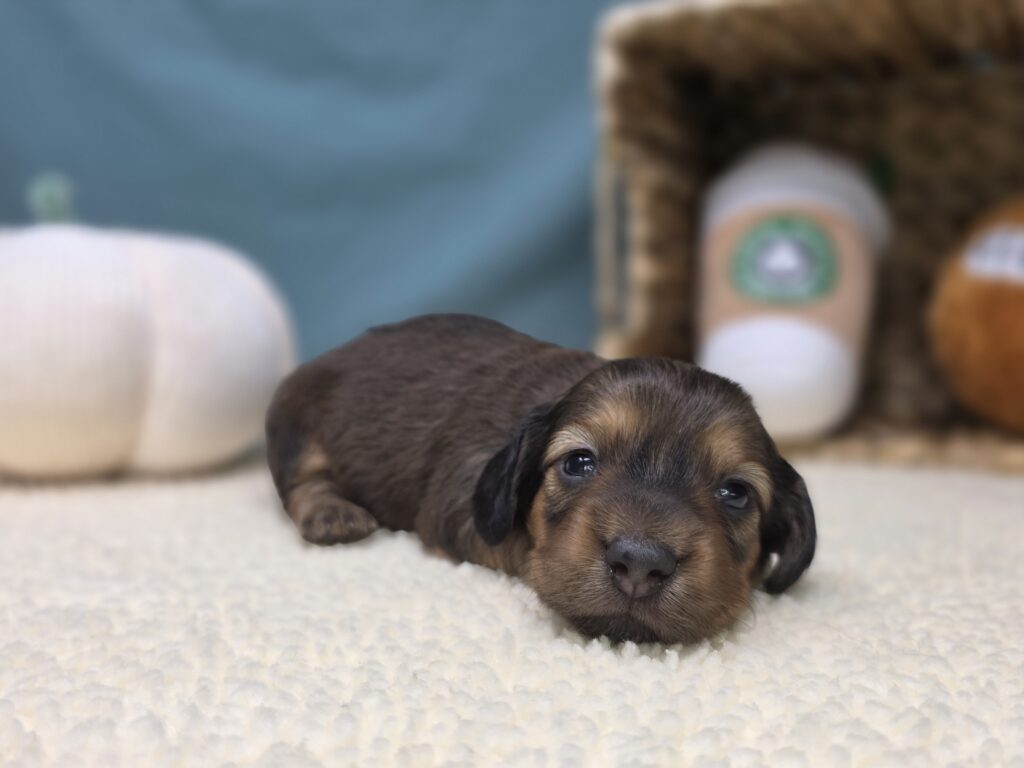 Millie Mae - Dachshund - Image 3