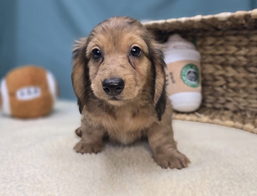 Millie Mae - Dachshund - Image 2