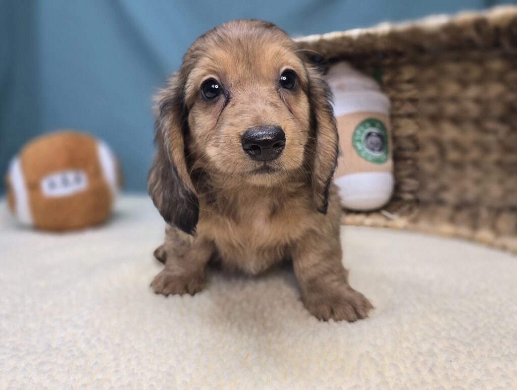 Millie Mae - Dachshund - Image 3