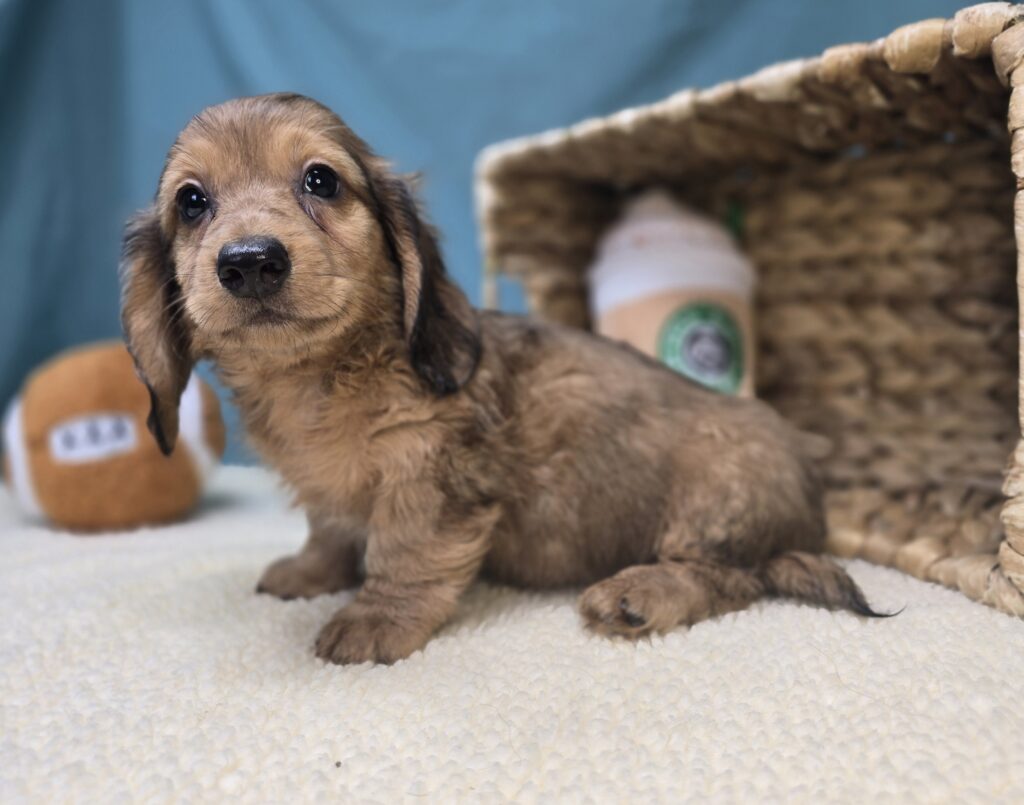 Millie Mae - Dachshund - Image 4