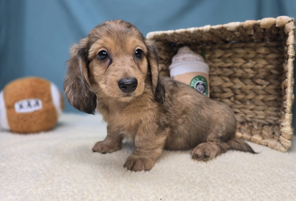 [#251040-02]  - Brown / Black F Dachshund Puppies For Sale