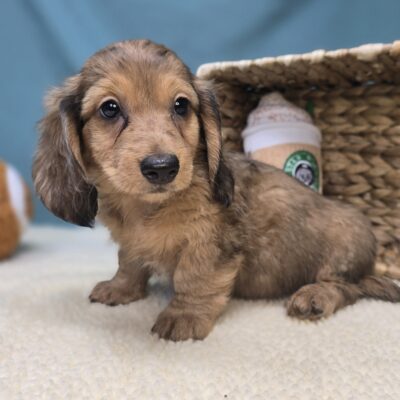 Dachshund - 1200 - Millie Mae