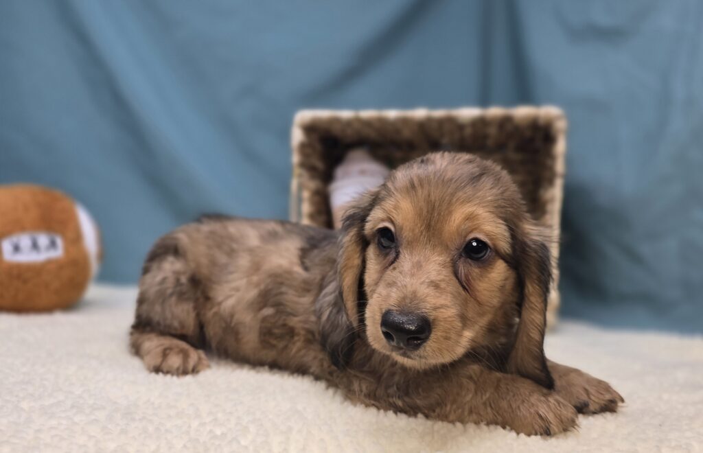 Millie Mae - Dachshund - Image 6