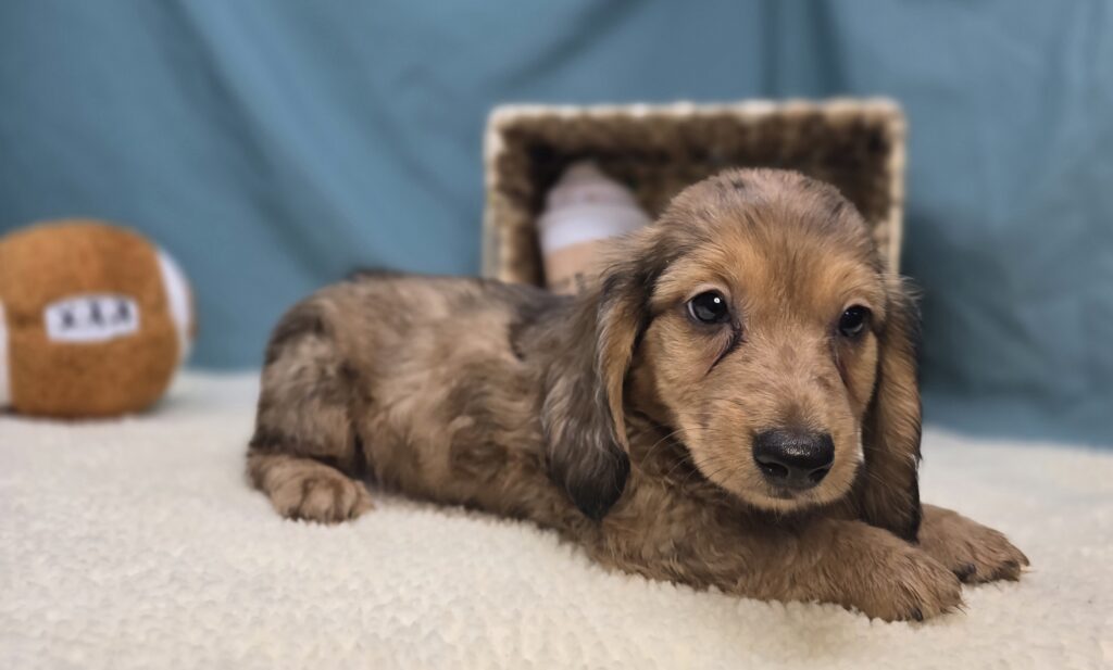 Millie Mae - Dachshund - Image 5