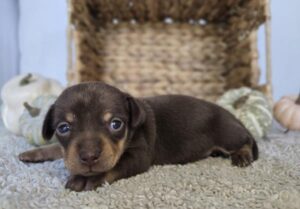 Chiweenie