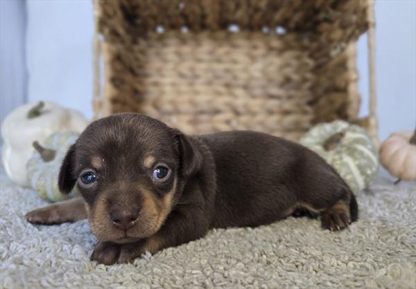 [#25816-01]  - Chocolate M Chiweenie Puppies For Sale