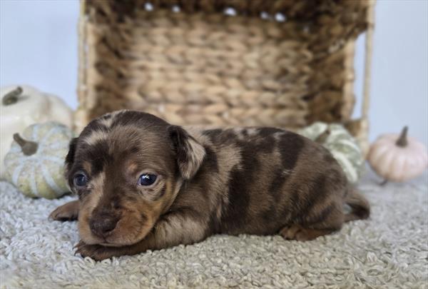 [#25816-03]  - Chocolate F Chiweenie Puppies For Sale