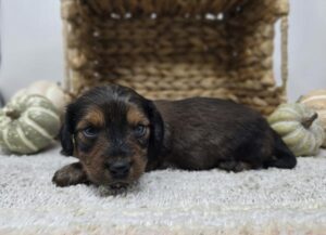 Dachshund