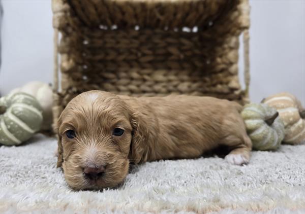 [#25795-02]  - Red / White M Dachshund Puppies For Sale