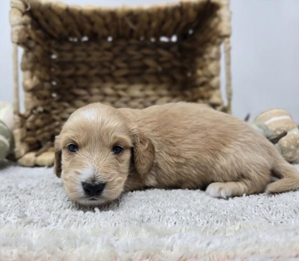 [#25795-03]  - Red / White M Dachshund Puppies For Sale