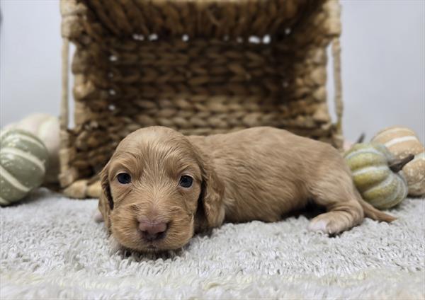 [#25795-04]  - Red F Dachshund Puppies For Sale