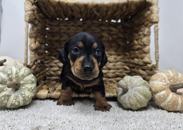 [#25794-01]  - Black / Tan F Dachshund Puppies For Sale