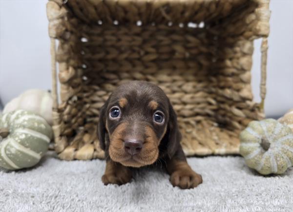[#25794-02]  - Chocolate / Tan F Dachshund Puppies For Sale