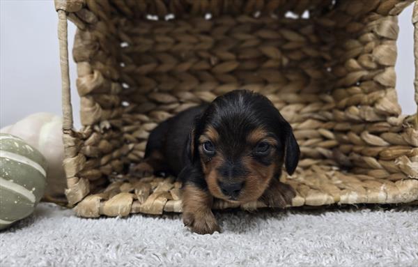 [#25793-01]  - Blue / Tan M Dachshund Puppies For Sale