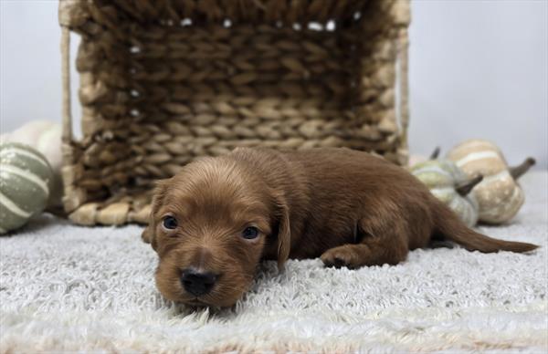[#25793-03]  - Red M Dachshund Puppies For Sale