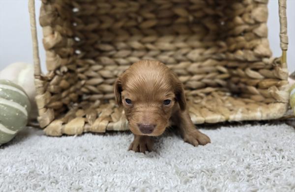 [#25793-04]  - Red F Dachshund Puppies For Sale