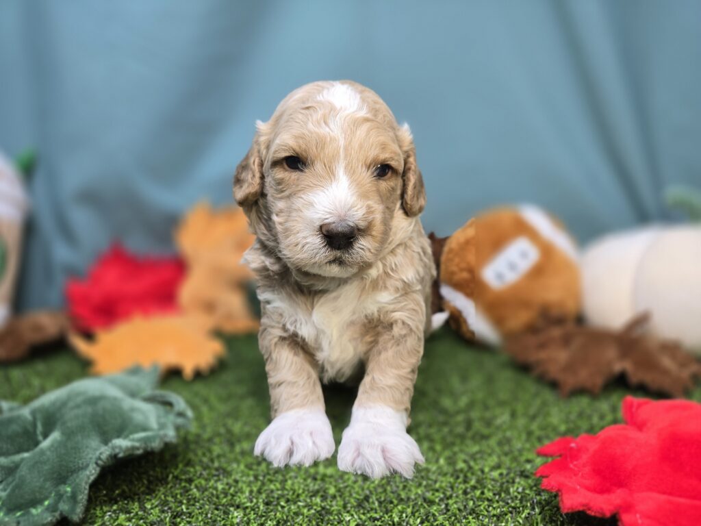 [#2521-01]  - Apricot M Poodle Mini/Goldendoodle Mini F1 Puppies For Sale