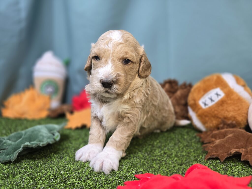 Biscuit - Poodle Mini/Goldendoodle Mini F1 - Image 2