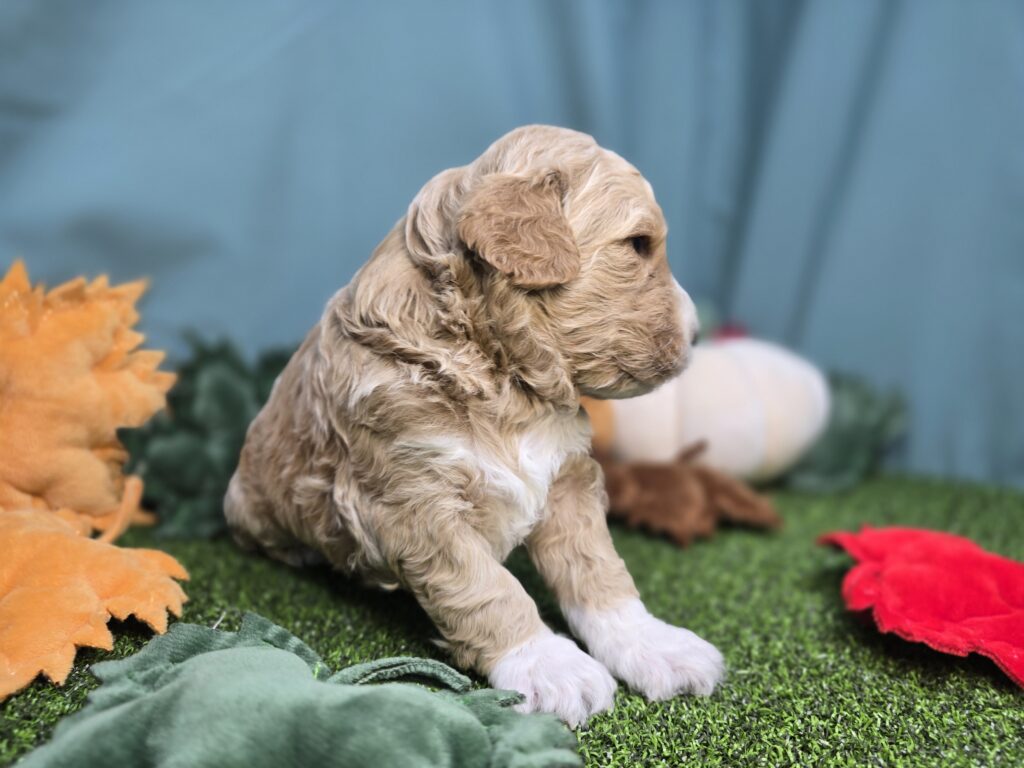 Biscuit - Poodle Mini/Goldendoodle Mini F1 - Image 4