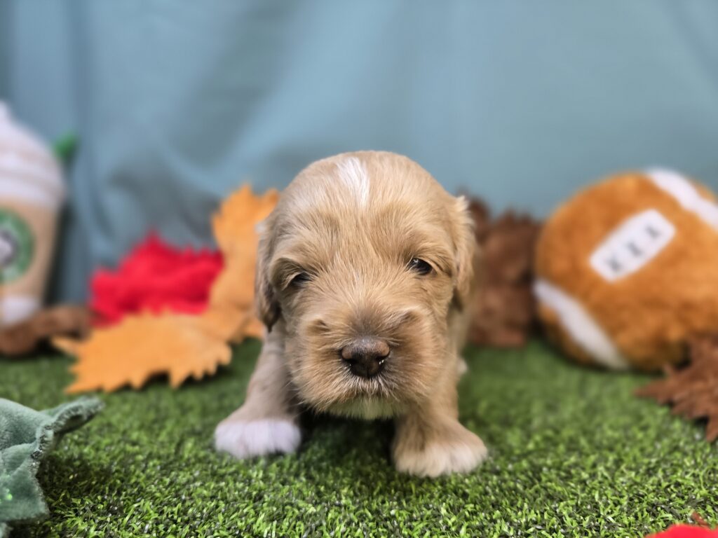 Chai - Poodle Mini/Goldendoodle Mini F1 - Image 4