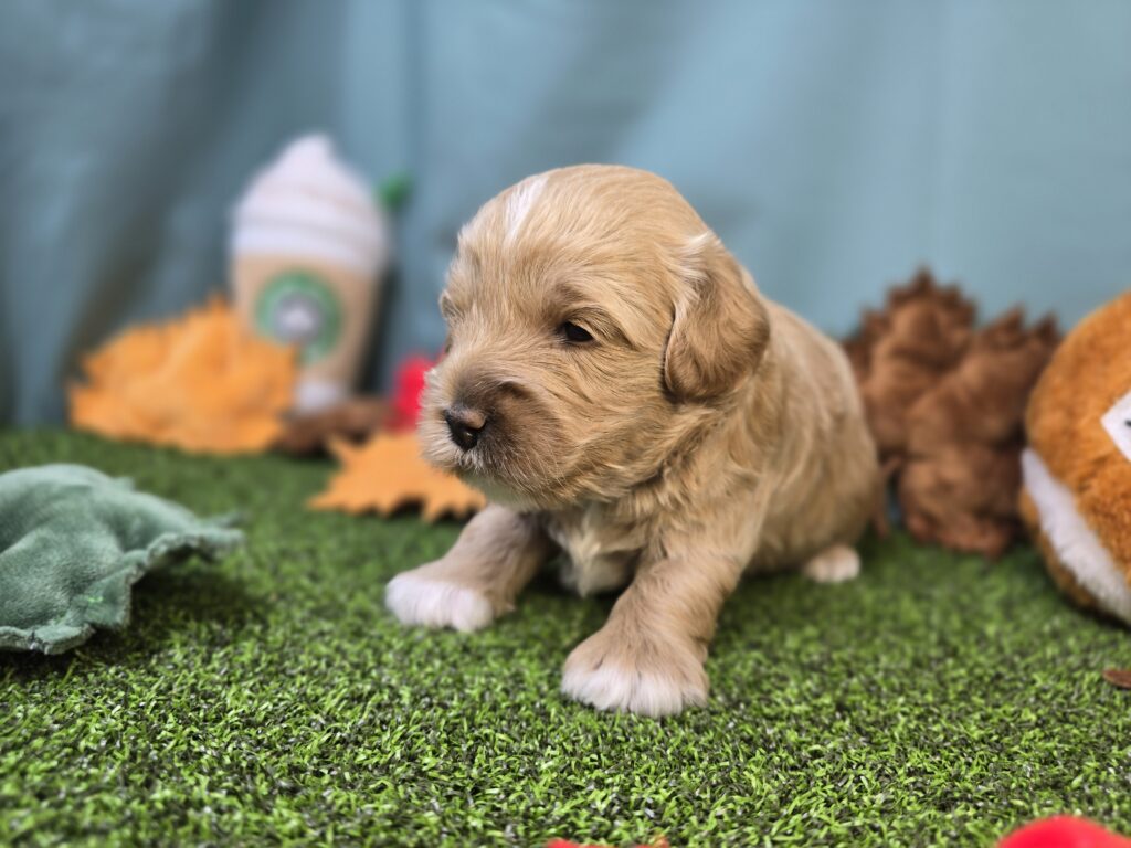 Chai - Poodle Mini/Goldendoodle Mini F1 - Image 3