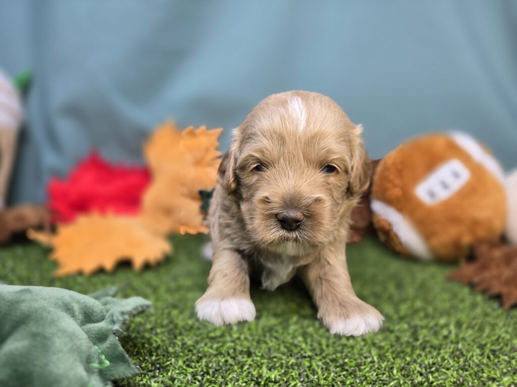 [#2521-02]  - Apricot F Poodle Mini/Goldendoodle Mini F1 Puppies For Sale