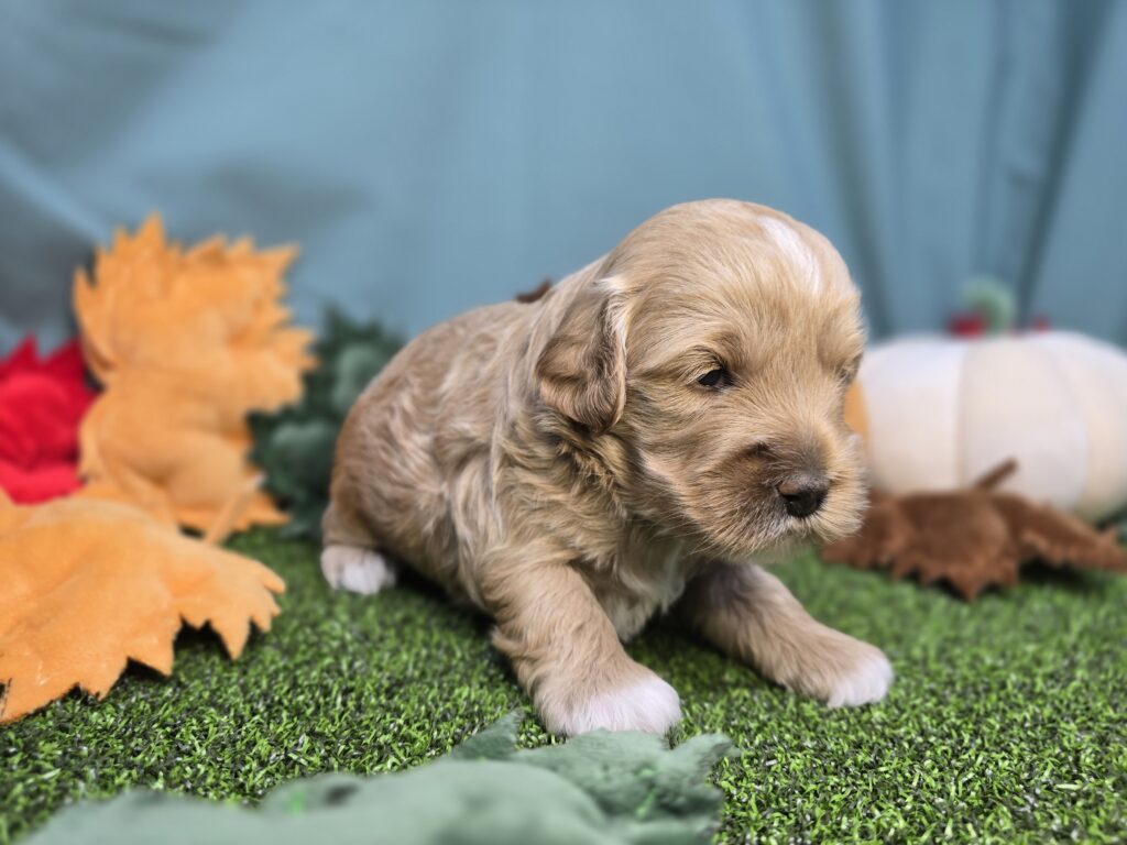 Chai - Poodle Mini/Goldendoodle Mini F1 - Image 2