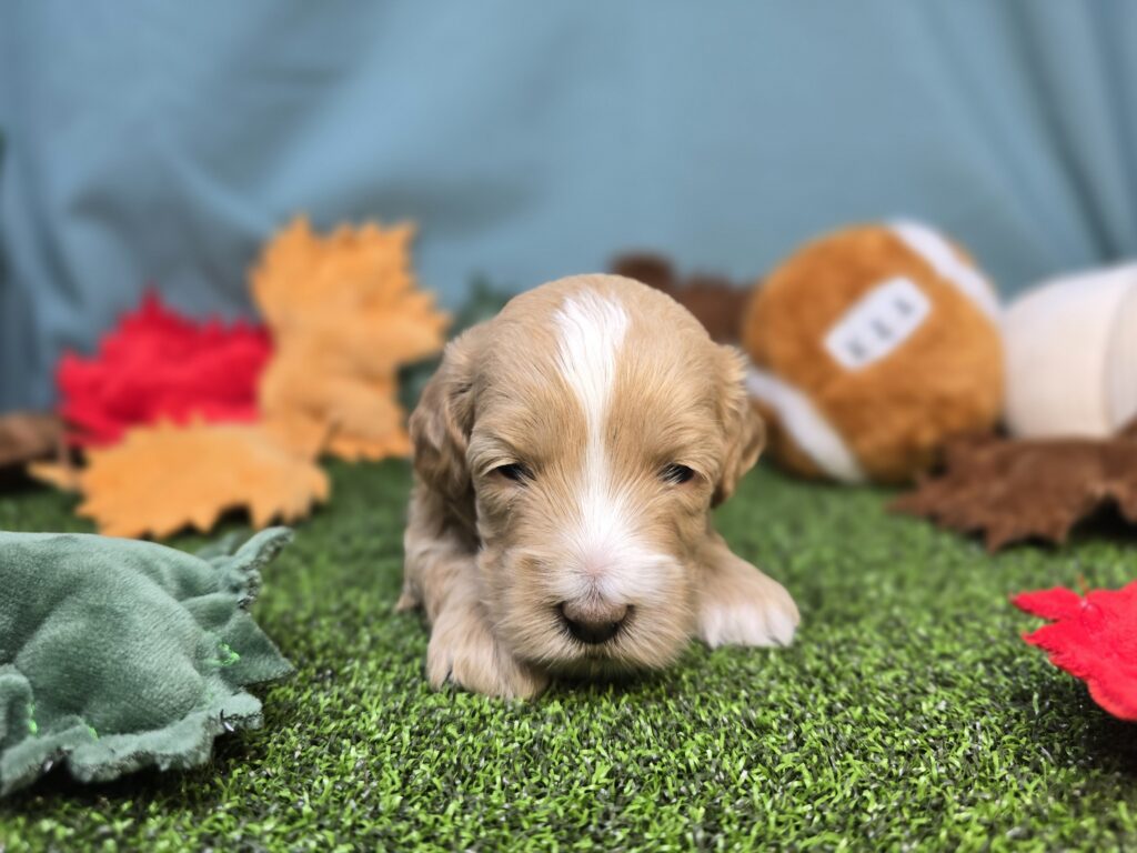[#2521-03]  - Golden F Poodle Mini/Goldendoodle Mini F1 Puppies For Sale