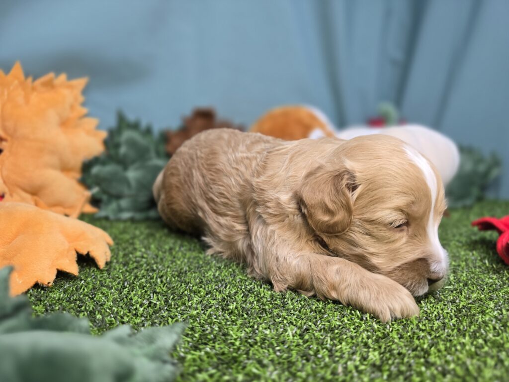 Crumpet - Poodle Mini/Goldendoodle Mini F1 - Image 4