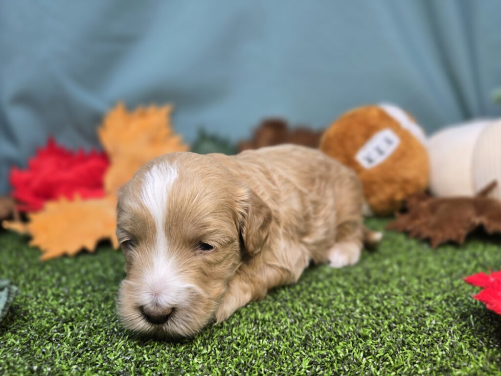 Crumpet - Poodle Mini/Goldendoodle Mini F1 - Image 2