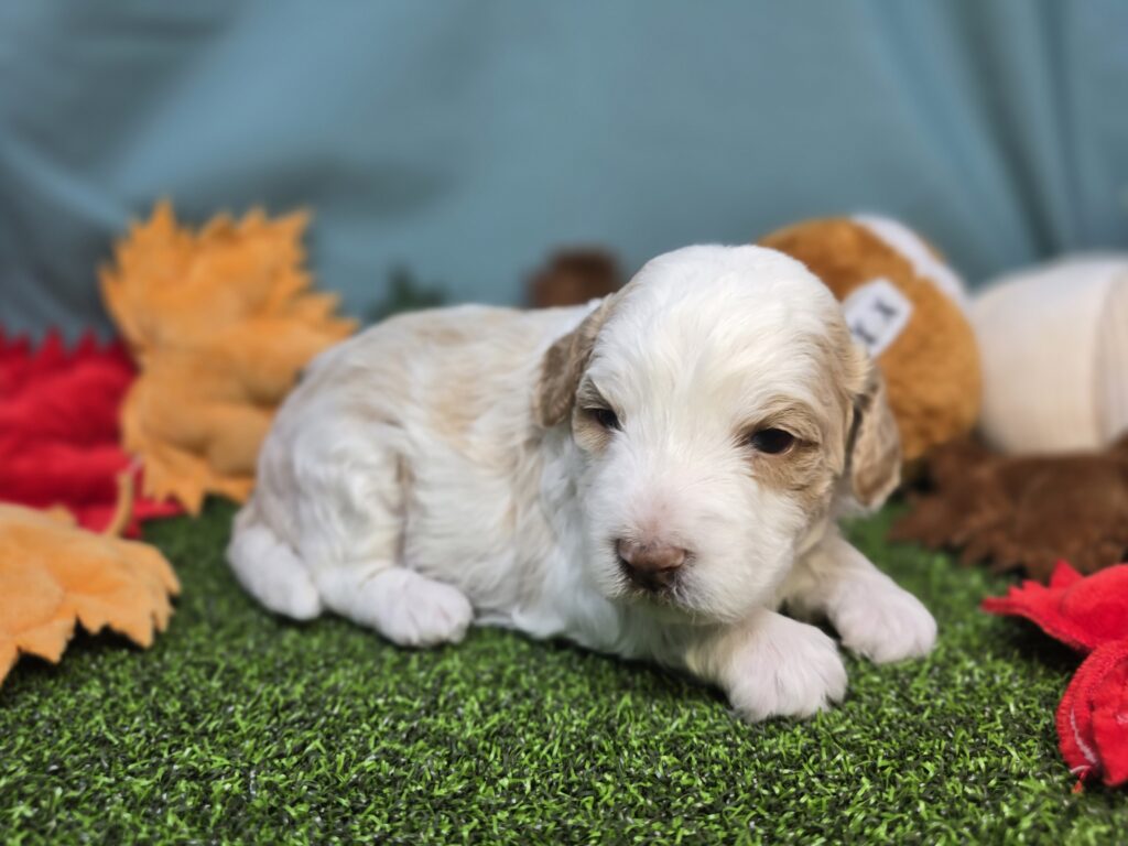 Macchiato - Poodle Mini/Goldendoodle Mini F1 - Image 4