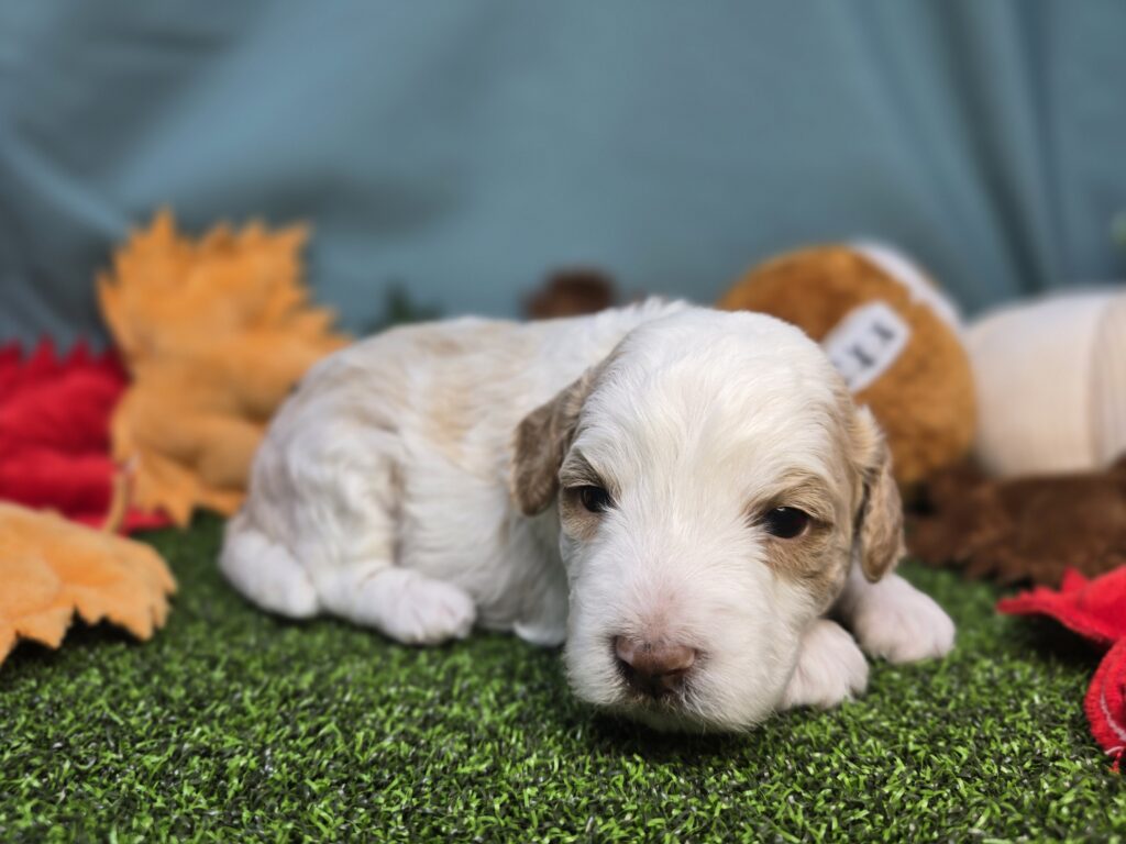 Macchiato - Poodle Mini/Goldendoodle Mini F1 - Image 3