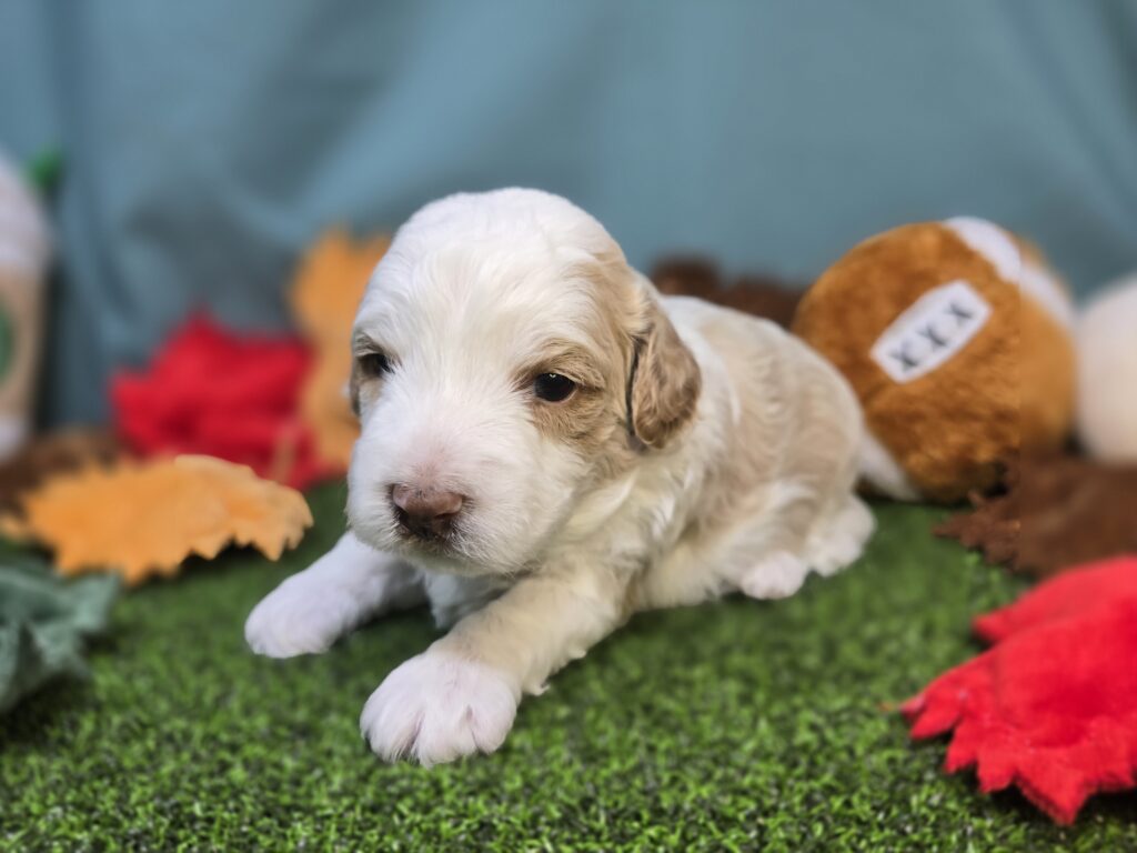 Macchiato - Poodle Mini/Goldendoodle Mini F1 - Image 2