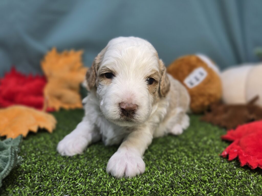 [#2521-04]  - Apricot F Poodle Mini/Goldendoodle Mini F1 Puppies For Sale
